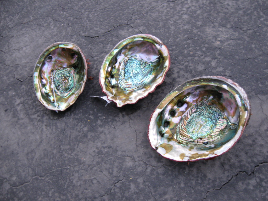 Moat Creek Ab Shells